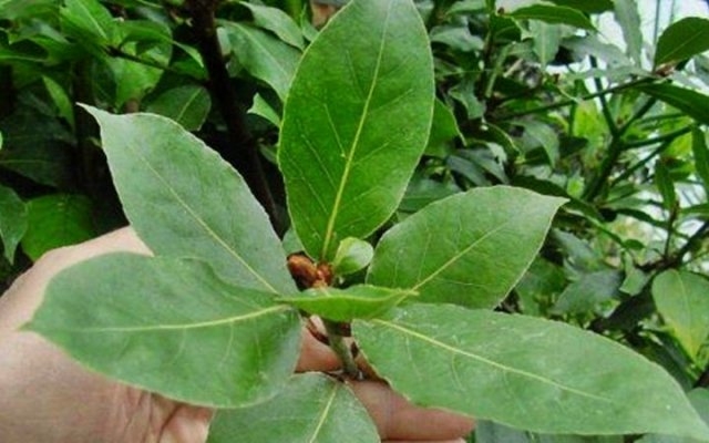 Bitter Leaf | Vegetables In Nigeria, Types, Recipes