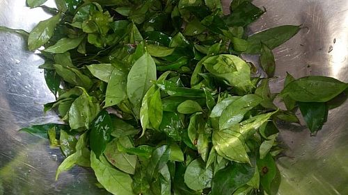Afang Leaf | Vegetables In Nigeria, Types, Recipes