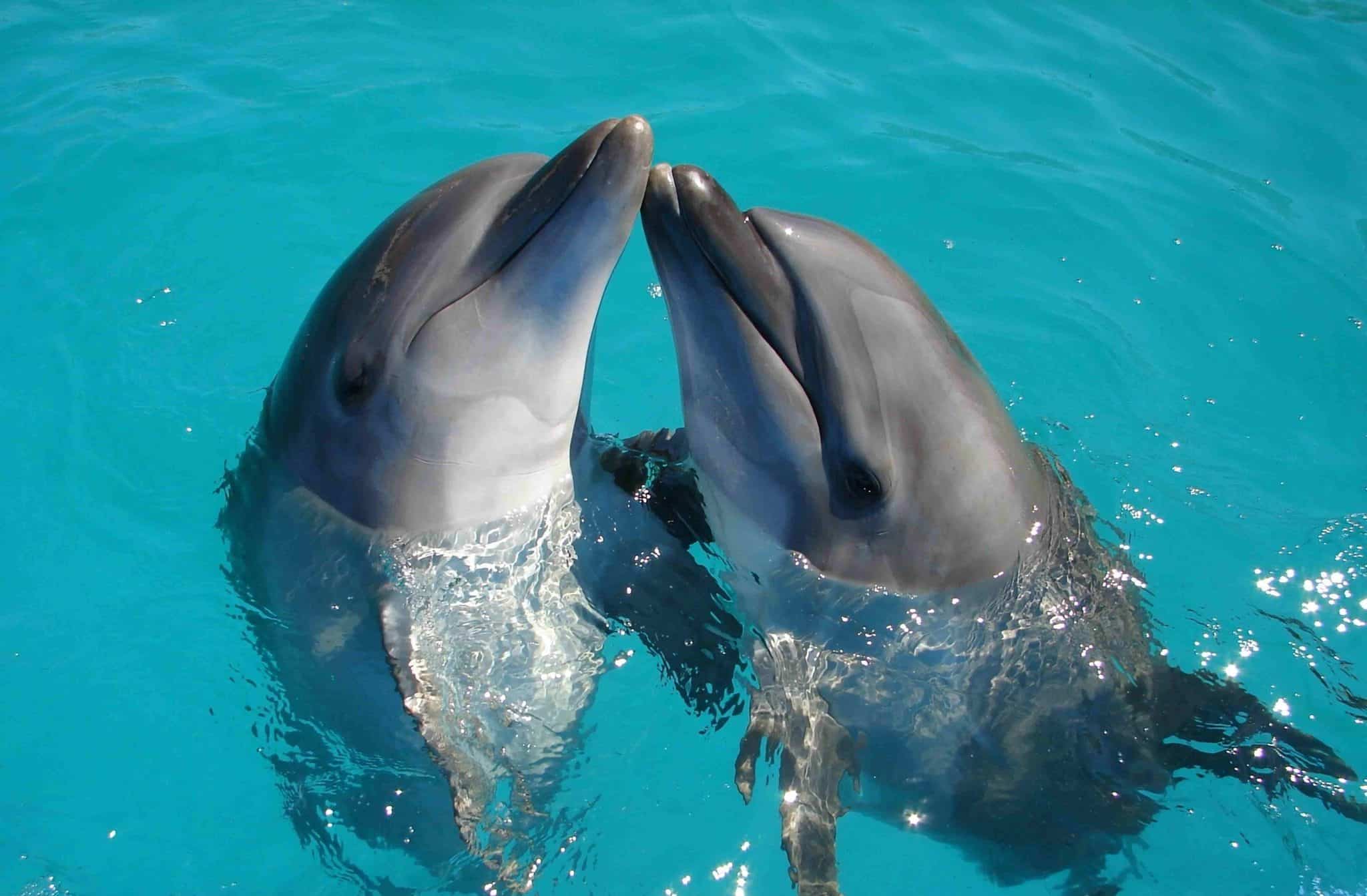 Can You Eat Dolphin
