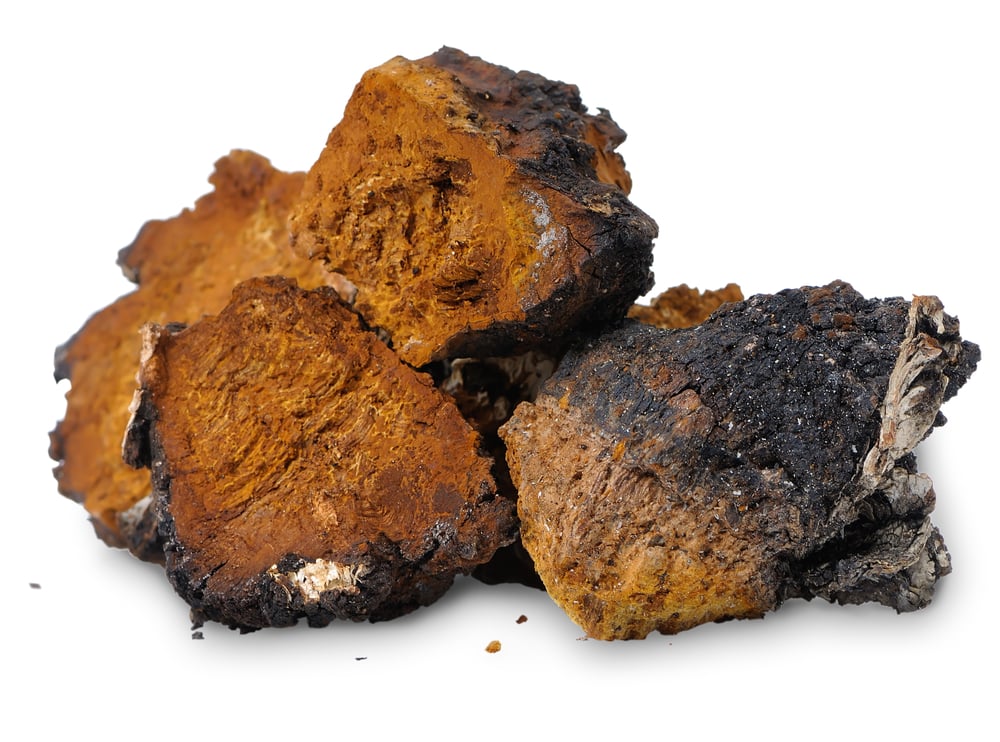 Chaga - Mycomedica - Chinese Vital Mushrooms