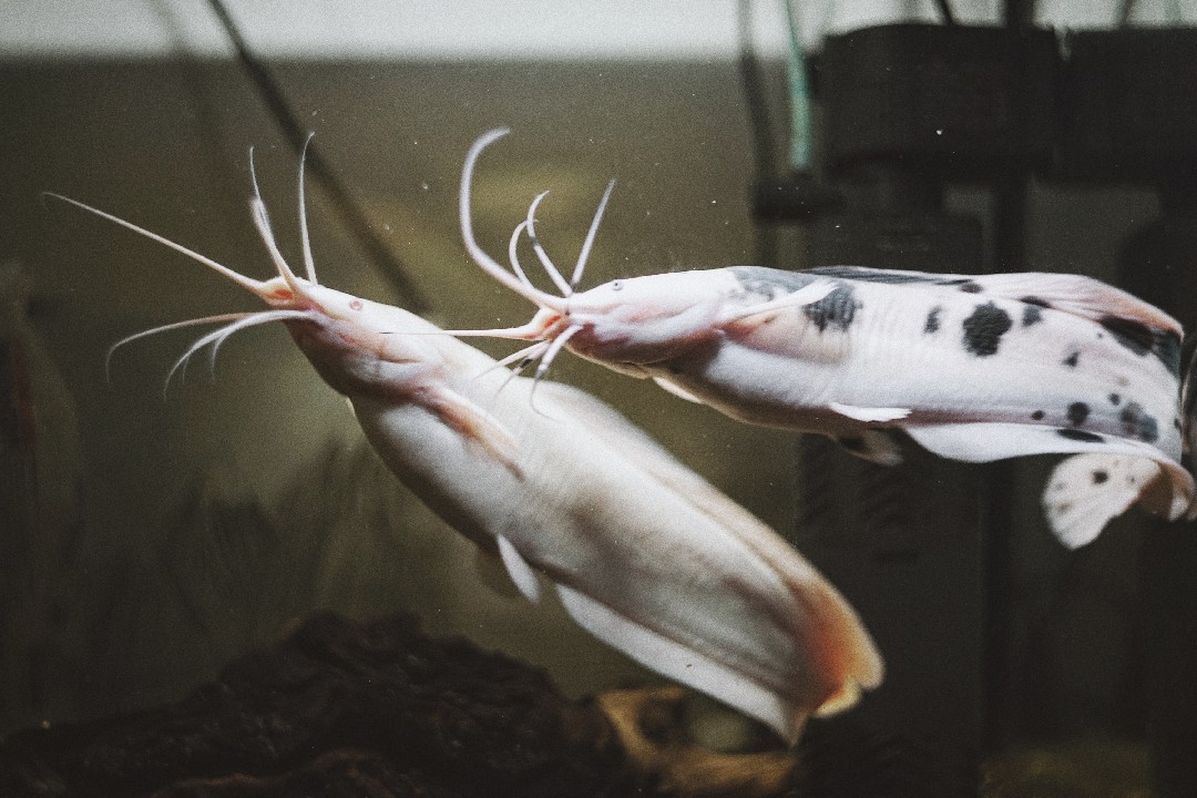 Does Catfish Have Bone