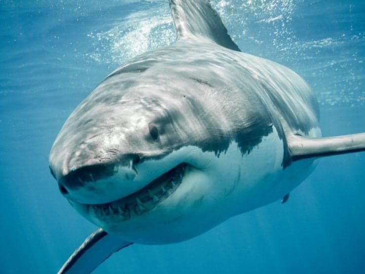 Can You Eat Sharks 