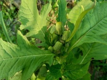 Ebolo Vegetable: 6 Uses &Amp; Health Benefits