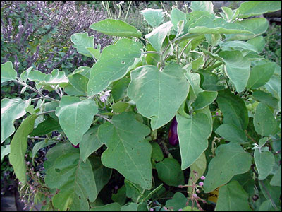 Eggplant Leaves | Vegetables In Nigeria, Types, Recipes