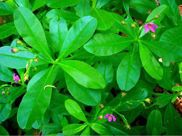 Efo Gbure (Waterleaf) | Vegetables In Nigeria, Types, Recipes