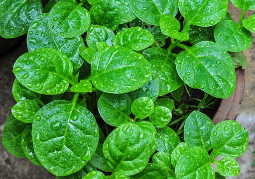 Amunututu (Malabar Spinach) | Vegetables In Nigeria, Types, Recipes