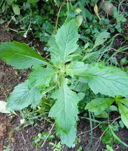 Ebolo Leave | Vegetables In Nigeria, Types, Recipes