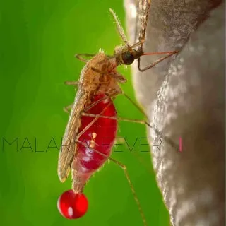 Malaria Fever