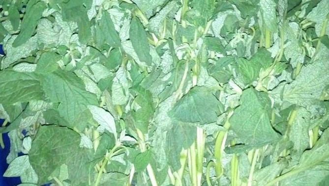 Karkashi Leaves