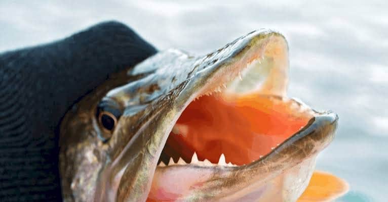 Are Northern Pike Good To Eat