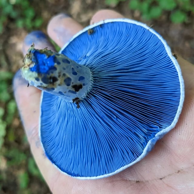 The Absolutely Beautiful Indigo Milk Cap : R/Mycology