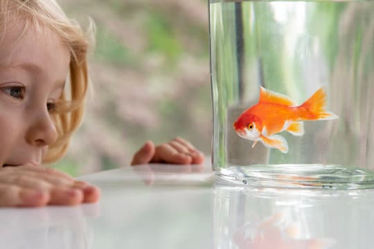 Pet Fish