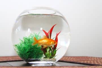 Pet Fish
