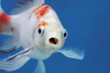 Pet Fish