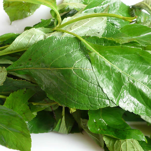 Scent Leaf (Efinrin) | Vegetables In Nigeria, Types, Recipes