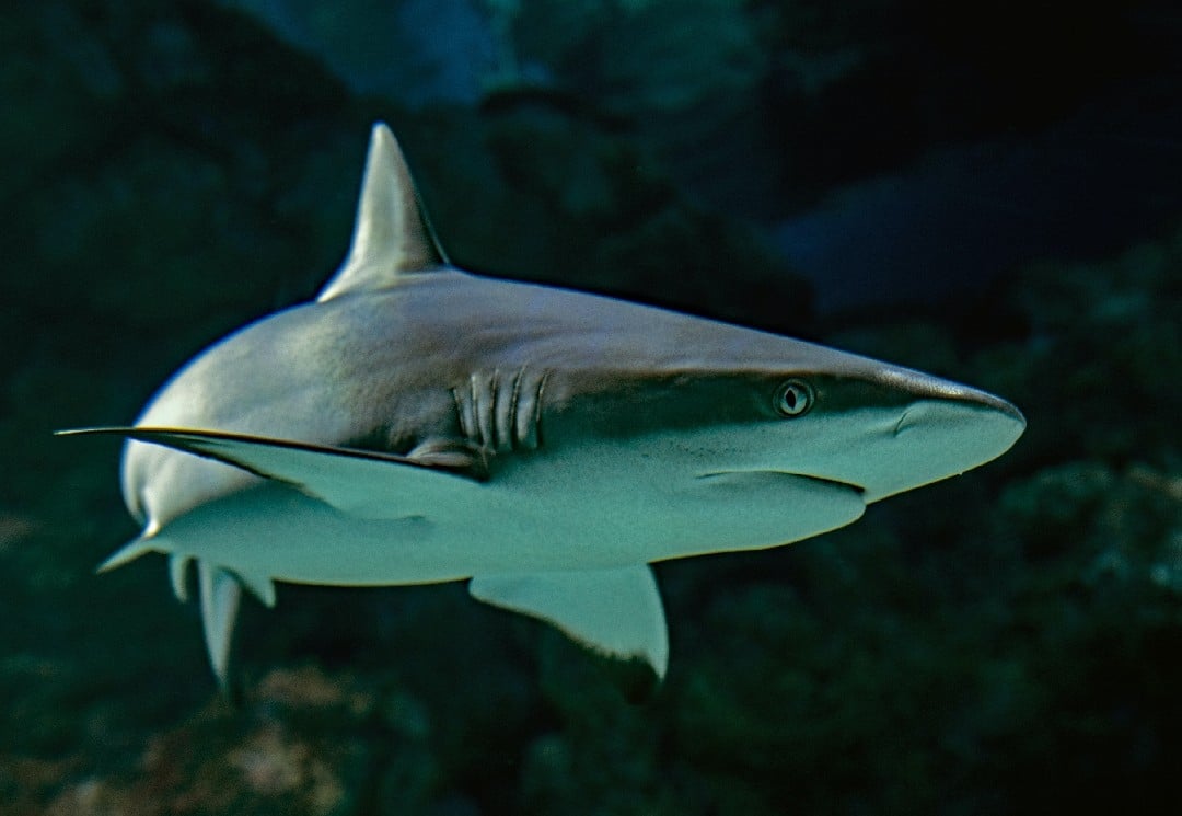 Can You Eat Sharks 