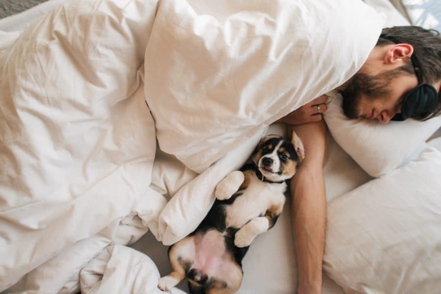 Bed Sharing Rules For Co-Sleeping With Dogs