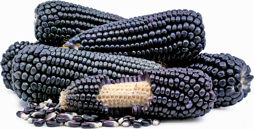 Black Corn Information And Facts