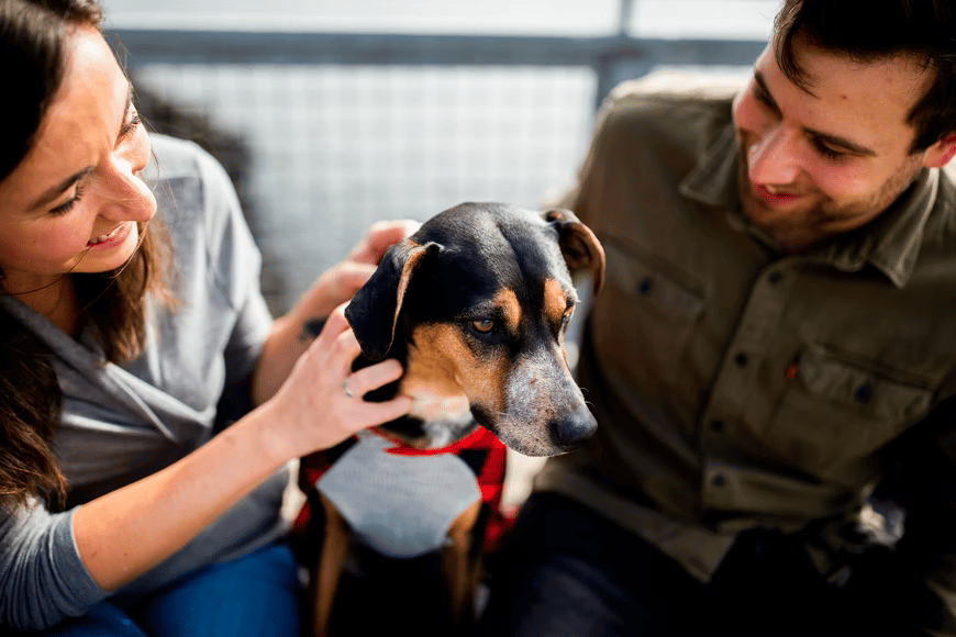 Top Reasons Why New Pet Owners Should Get Insurance Coverage